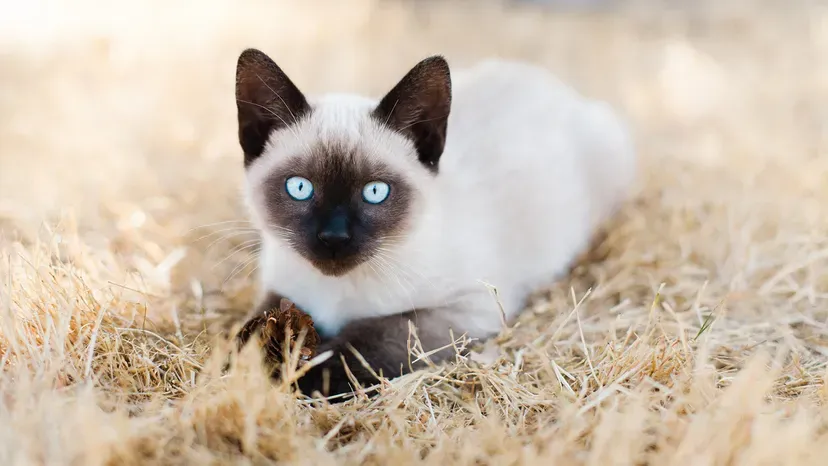 Siamese kitten with classic color points and blue eyes