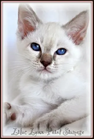 Siamese Lynx Point adult