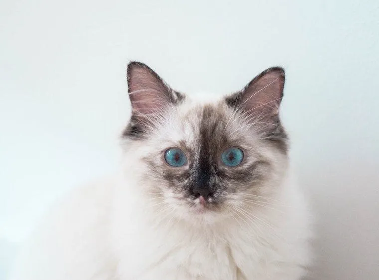 Siamese mixed breed cat showing colorpoint pattern and alert expression