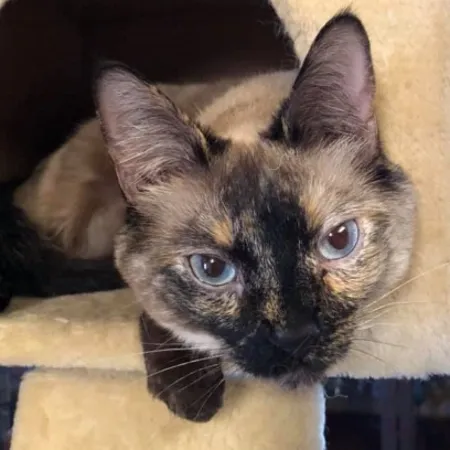Siamese tortie point cat Chloe