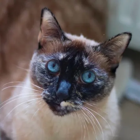 Siamese tortie point cat Yuki with flecked mask