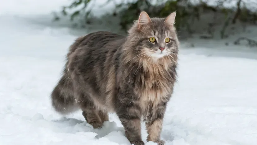 Siberian cat with thick waterproof coat