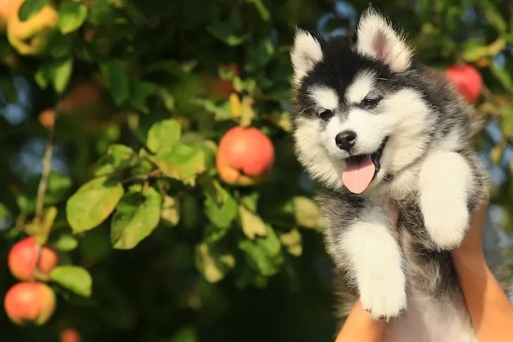 Siberian Husky puppy being held in front of an apple tree, looking curious.