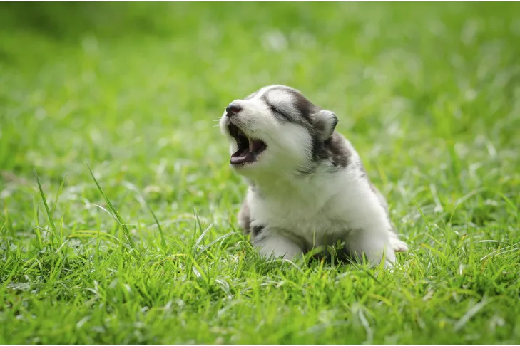 Siberian Husky puppy laying in the grass howling playfully.