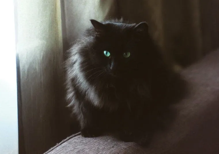 Siberian mixed breed cat with thick protective coat in natural setting
