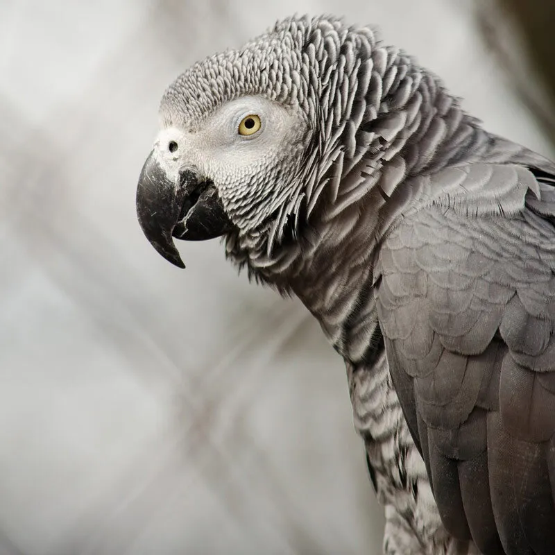 Side profile of head and shoulders of an African grey parrot
