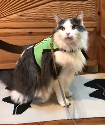 Side view of a cat fitted in a comfortable walking jacket harness