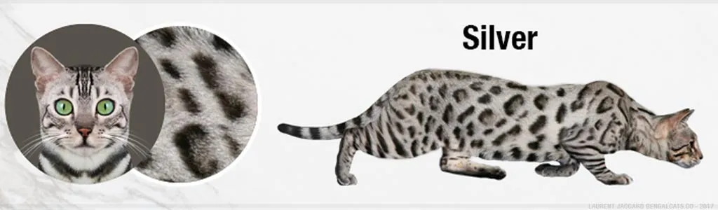 Silver Bengal cats with high-contrast dark markings