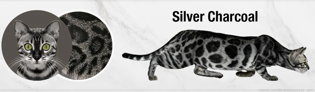Silver Charcoal Bengal cats displaying ghost markings