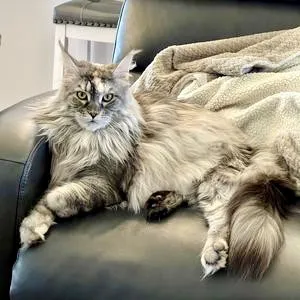 Silver patch tabby Maine Coon kitty Sadie looking alert