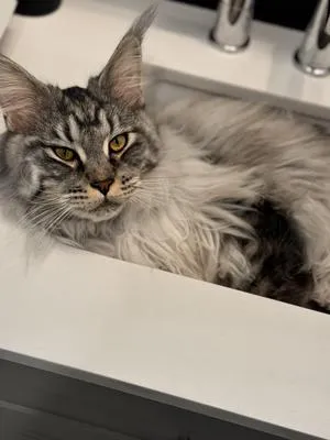 Silver tabby Maine Coon Shadow napping comfortably in sink