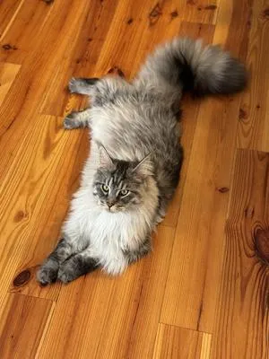 Silver tabby Maine Coon Shadow relaxed stretched on wood floor