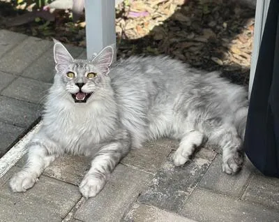 Silver tabby purebred Maine Coon cat Simba meowing on patio