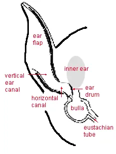 Simple drawing of cat