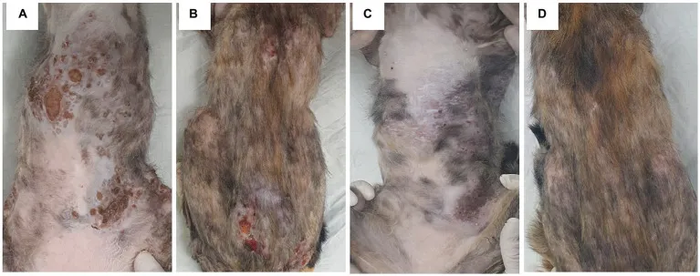 Skin lesion progression: initial multiple large ulcerative nodules on thorax, abdomen, and trunk (A,B); after three IL amphotericin B injections and oral terbinafine, reduced ulceration and nodule count, though large dome-shaped nodules persisted (C,D)