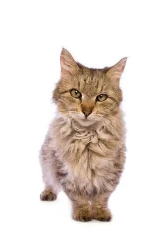 Skookum cat as a small dwarf breed with curly fur