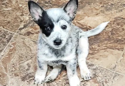 Skylar as a lively Toy Blue Heeler puppy, full of zest for life