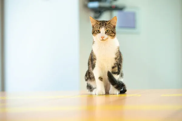 Sleek Domestic Shorthair tomcat displaying dense coat and alert expression
