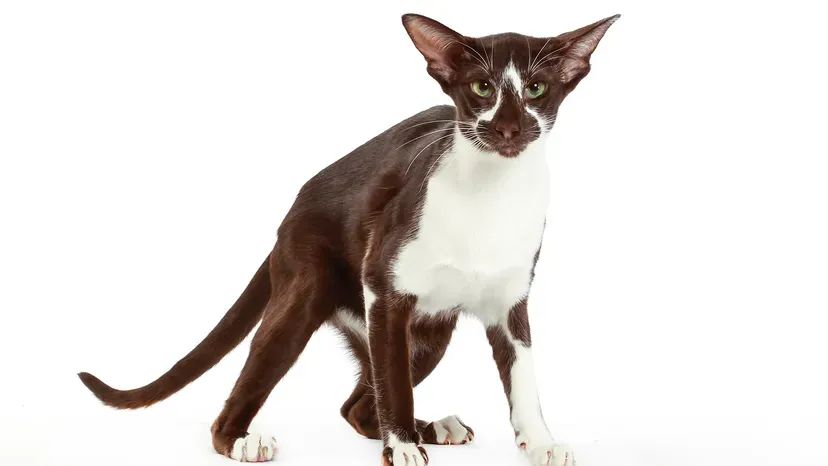 Sleek Oriental Shorthair in vibrant pattern