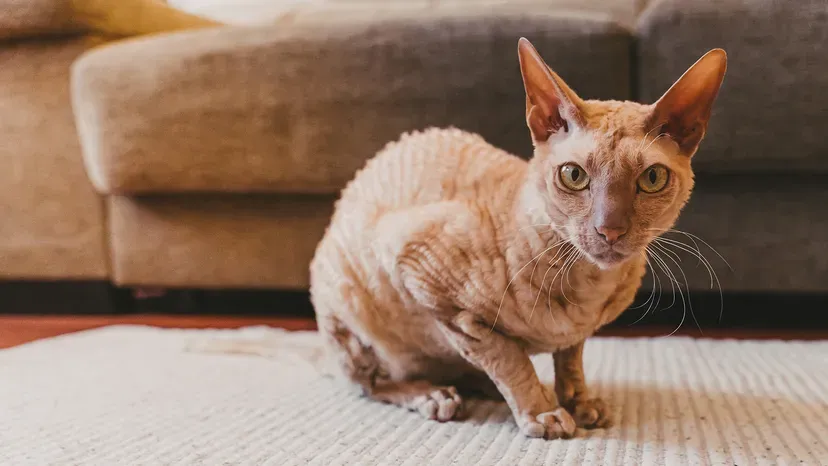 Sleek Peterbald cat representing rare shorthair elegance