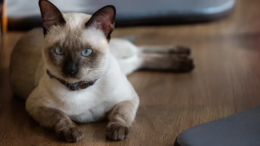 Sleek Siamese cat with striking blue eyes and color-pointed fur