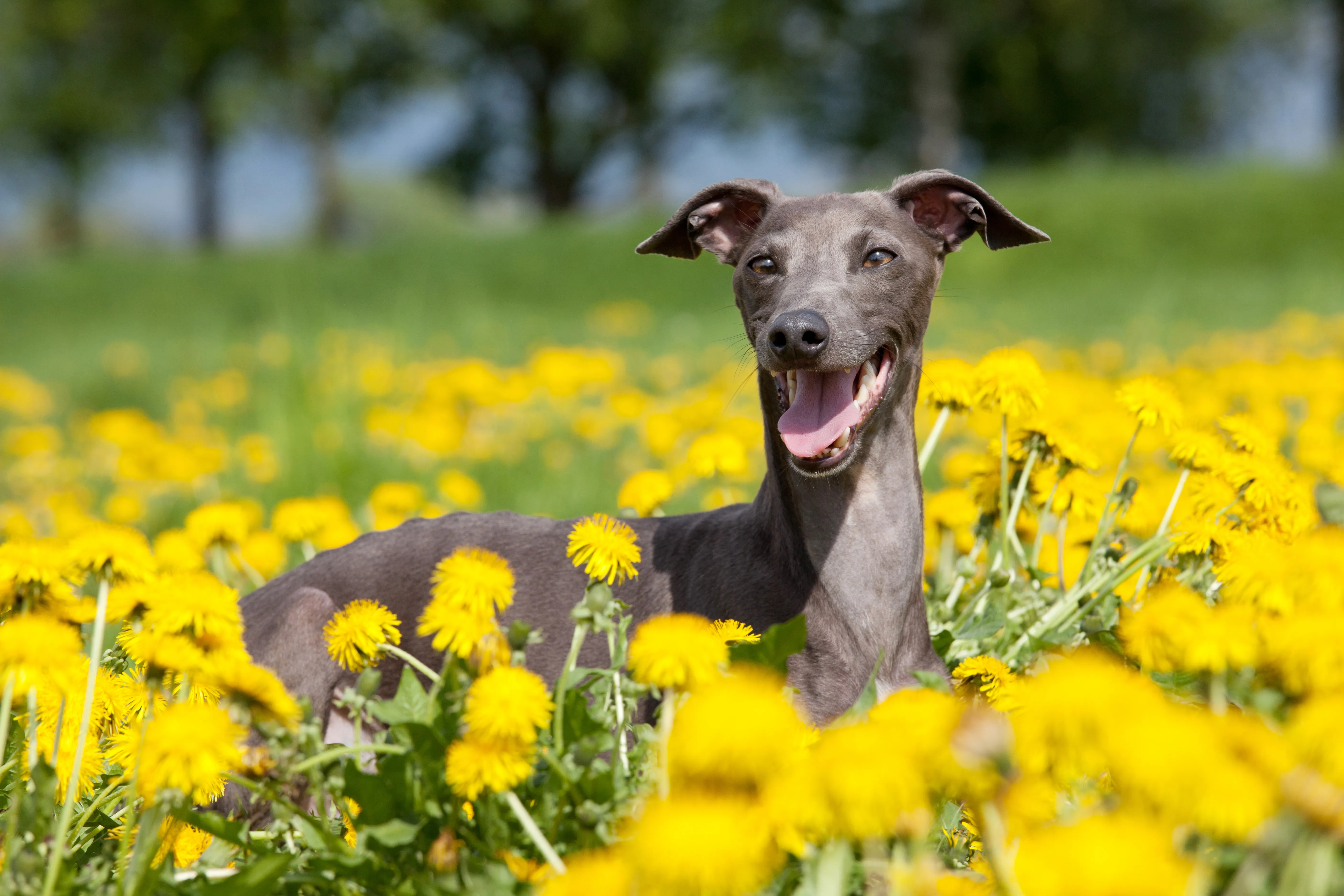 Slim Italian Greyhound in graceful stance