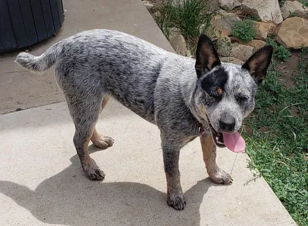 Sloan, a joyful Toy Blue Heeler thriving on farm life and outdoor adventures