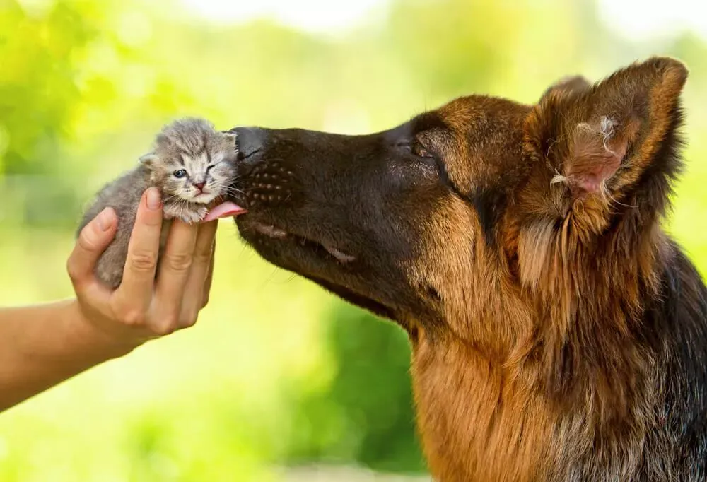 Slow and steady introduction between a German Shepherd puppy and household cats