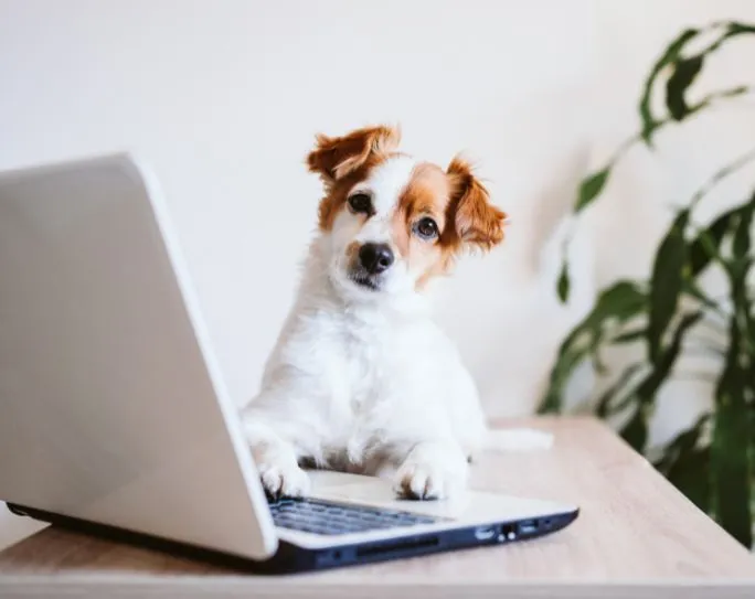 Small brown and white dog sitting on a desk with its paw resting on the keyboard of a laptop, seemingly "working"