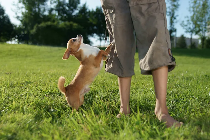 Small dog jumping up on a person's leg outside