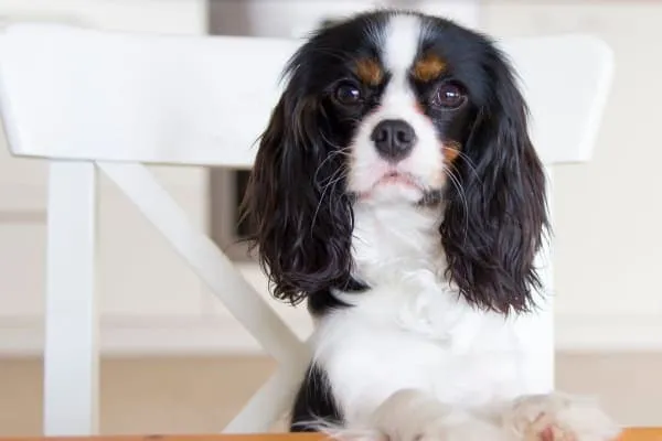 Small dog patiently waiting at a table, looking forward to a vegetable treat.