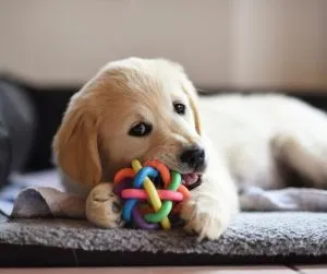 Small dog playing with a small, durable chew toy