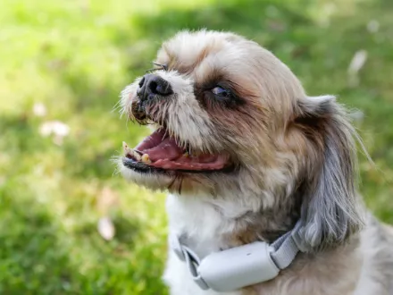 Small light brown Maltese Shitzhu dog wearing a bark collar, smiling at the camera