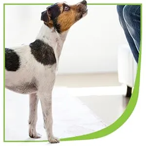 Small terrier looking up with a concerned expression, suggesting discomfort