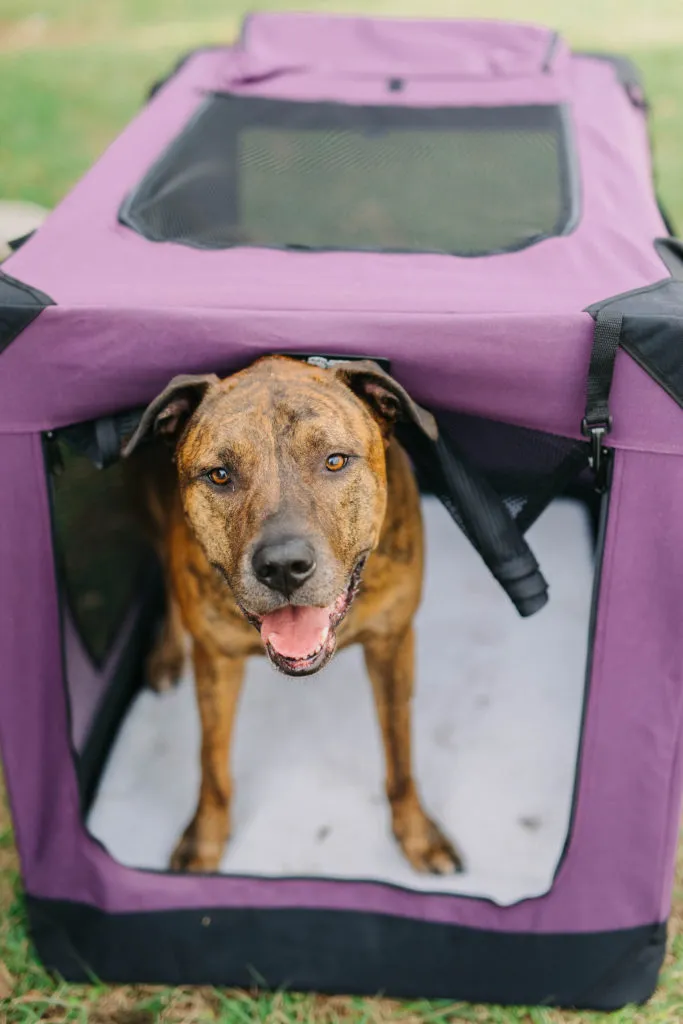 Smaller dog peeking out of an EliteField soft-sided dog crate
