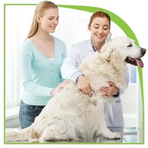Smiling veterinarian examining a happy dog