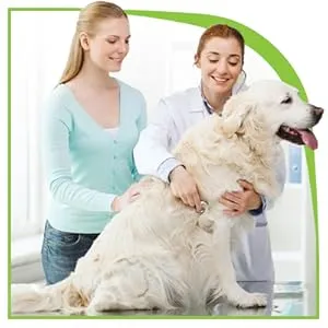 Smiling veterinarian examining a happy large dog during a check-up
