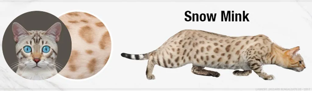 Snow Mink Bengal cats showing mink seal patterns