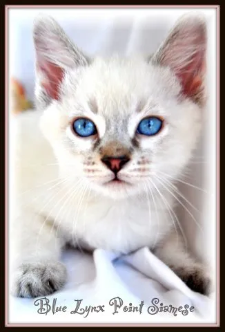 Snow Tiger family photo