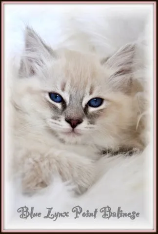 Snow Tiger grooming scene