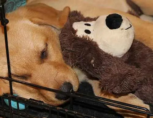 Snuggle dog teddy