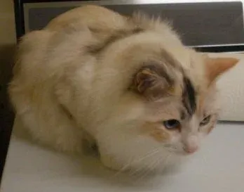 Snugglers, additional photo of chocolate lynx torbie bicolor