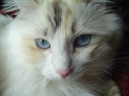 Snugglers, chocolate lynx torbie bicolor Ragdoll cat