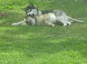 Socialize our young Shiba Inu to many sights, sounds, and smells