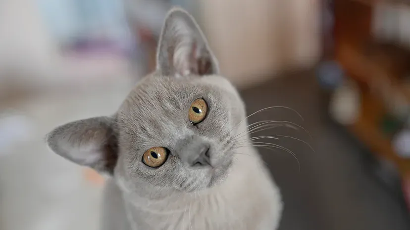 Solid-colored Burmese cat with sleek short fur