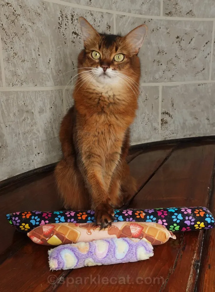 Somali cat posing with some cat toy kickers