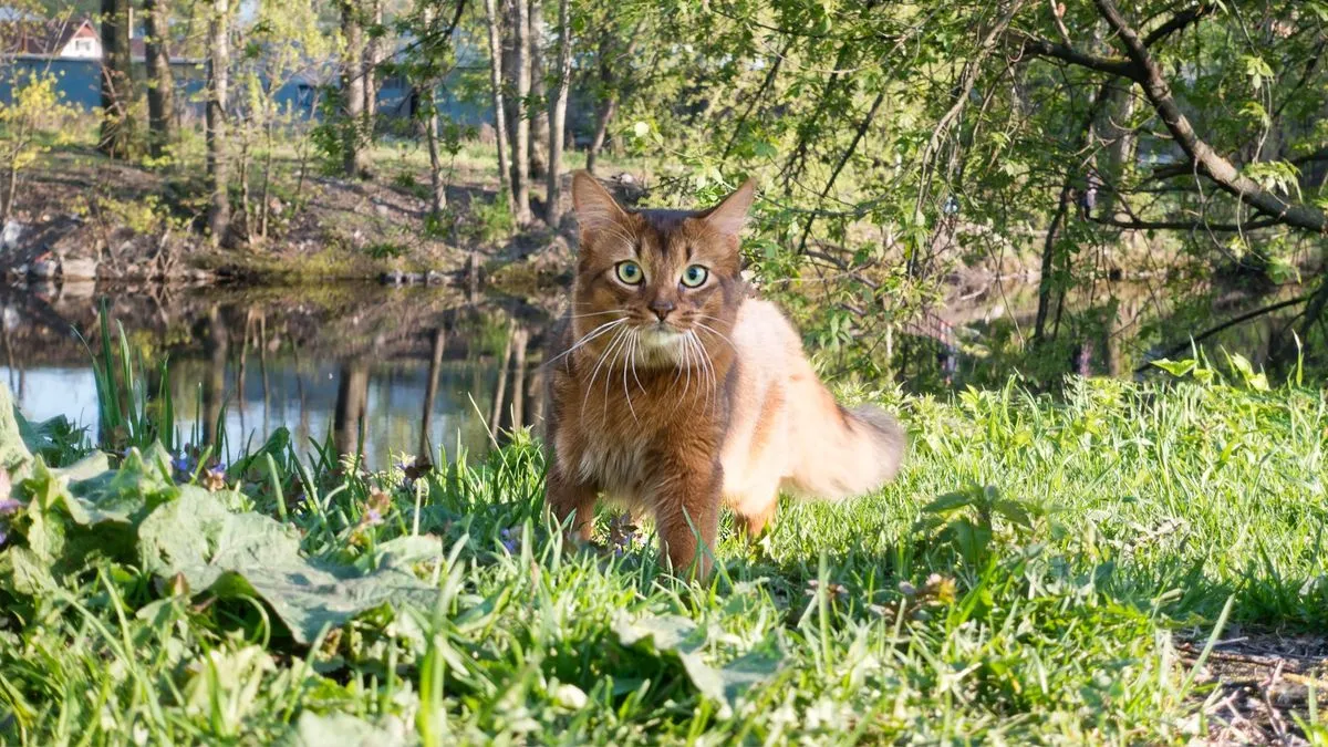 Somali cat