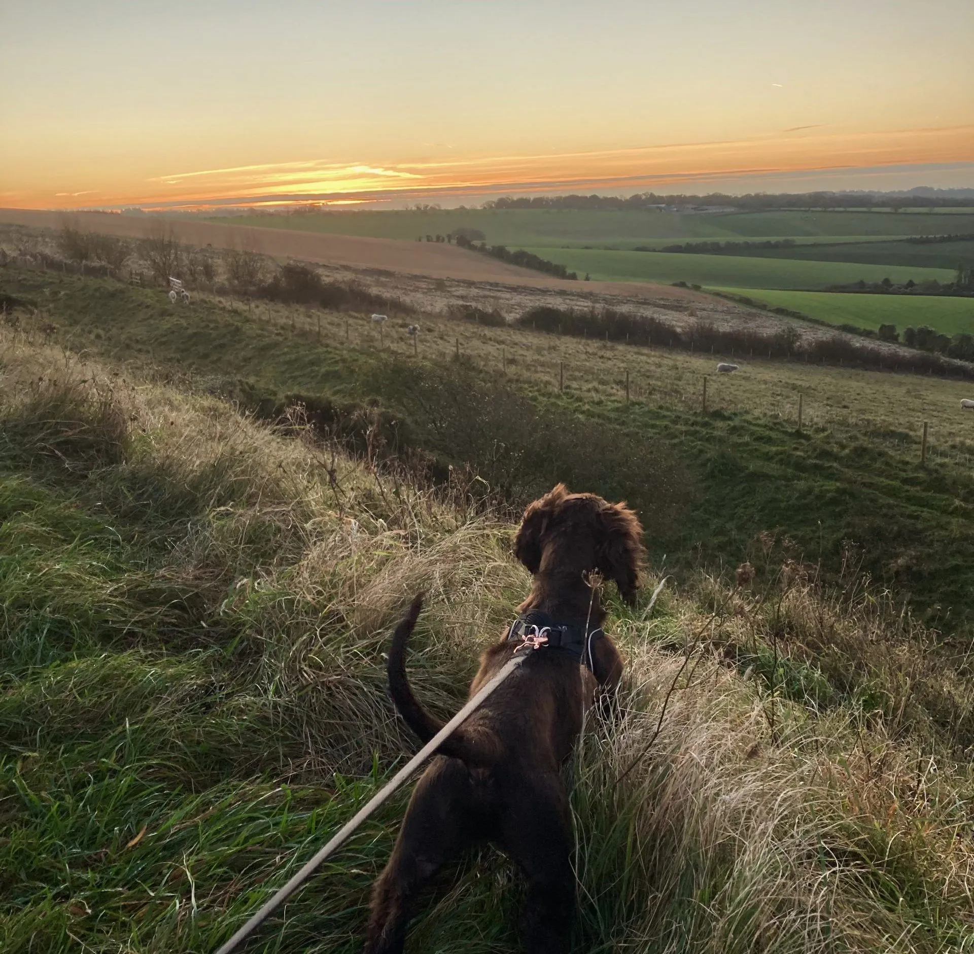Something I never thought I would do - an early sunrise walk with Wilf.