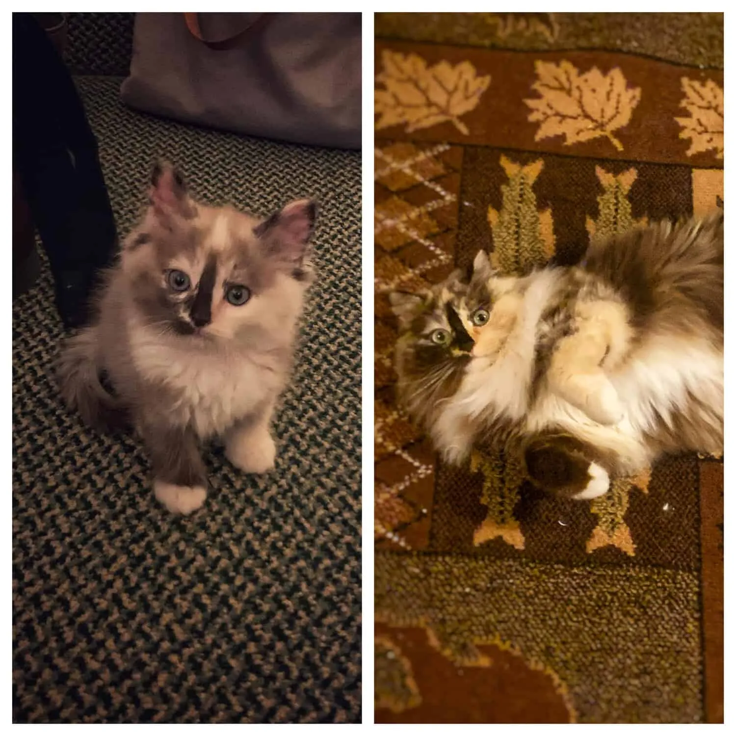 Sookie, a seal tortie Ragdoll cat loved by Addy, shown as kitten and adult