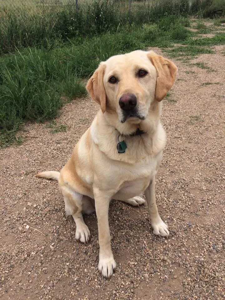 Spacious indoor-outdoor dog run at pet boarding facility in Loveland